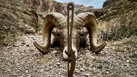Kestrel Mountain Caper 2.0 caping knife with a bighorn ram